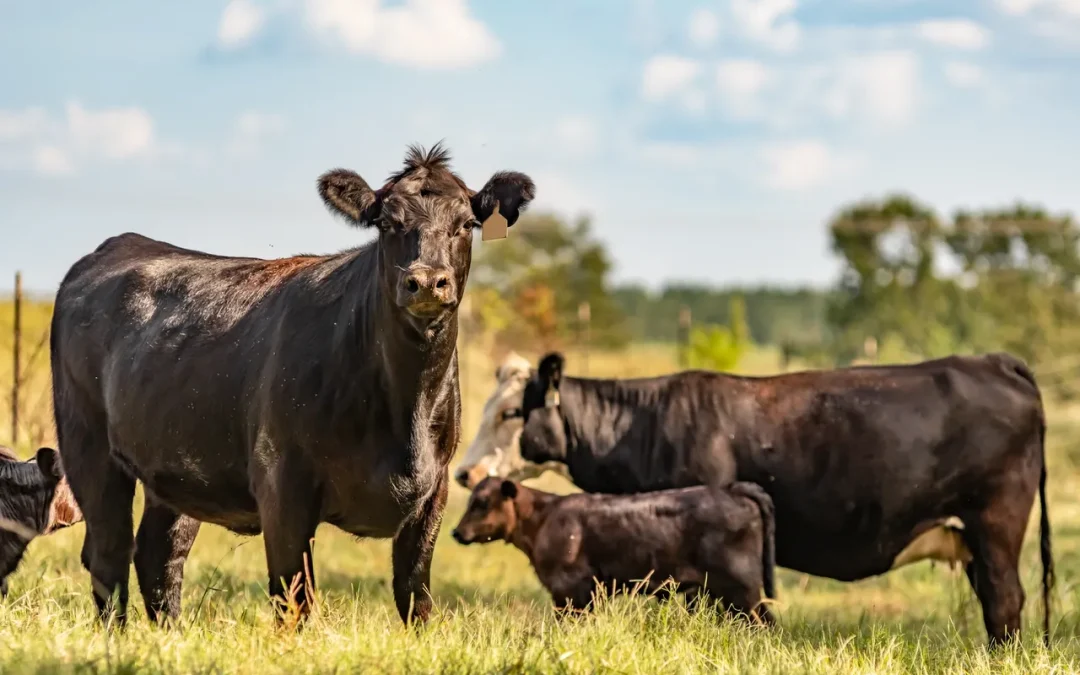 WAVING IN HEMP AS BISON & CATTLE FEED