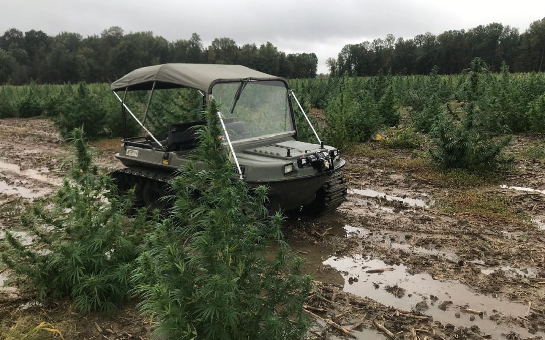 WHY DOES OUR HEMP SEED THRIVE IN EXTREME WEATHER CONDITIONS?